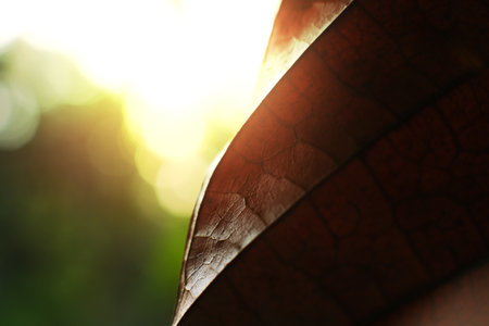 Leaf of a plant in the sun with bokeh background