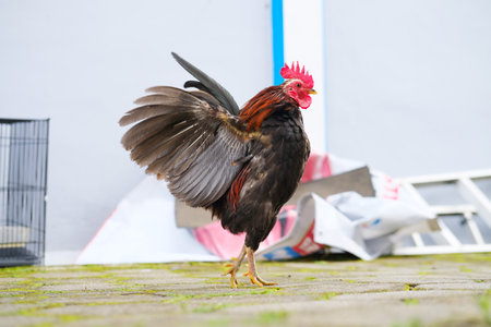 Decorative rooster in the yard