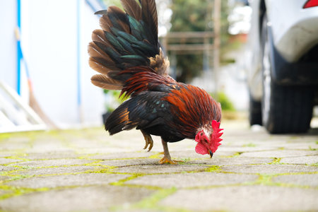 Decorative rooster in the yard