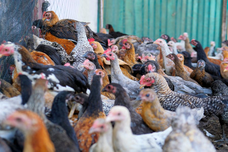 A group of chickens on the farm, organic chicken farm conceptの写真素材