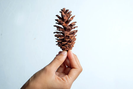 Woman's hand holding a pinecone isolated on a white background. New year gift concept