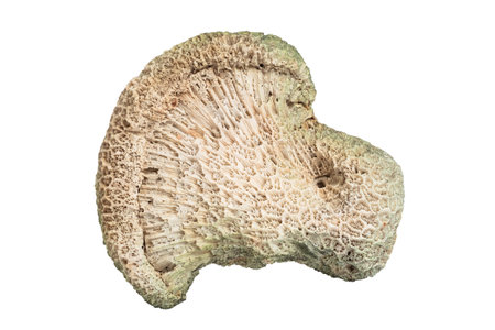 Coral piece isolated on white background. coral texture