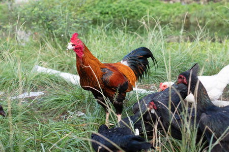 Chickens eat in traditional rural farm. Poultry farming concept