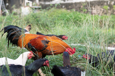Chickens eat in traditional rural farm. Poultry farming concept