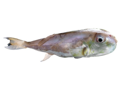 Fish isolated on white background. Clipping path included for easy extraction.