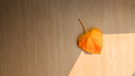 Dry fallen leaves on floor with sunlightの写真素材