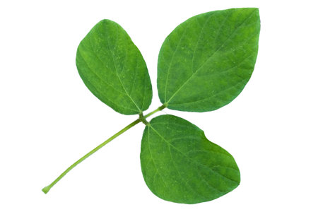 Green plant leaf isolated on white background