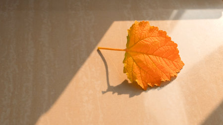 Dry fallen leaves on floor with sunlight