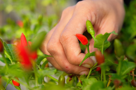 Close-up of female hands picking chilies in the garden