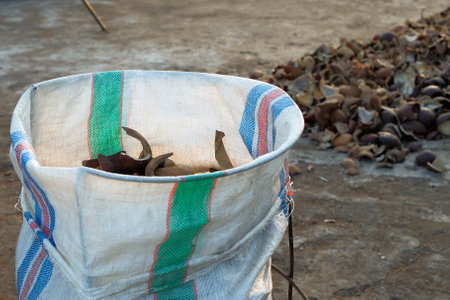 Process of drying copra from dried coconut, Workers drying the coconutsの写真素材