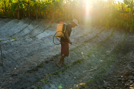 Farmer spraying sweet potato plants growing in the fieldの写真素材