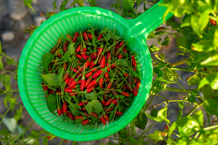Close-up of chilies in the gardenの写真素材