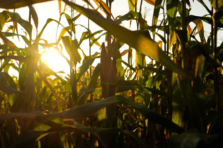 Dried corn field in farm garden, corn pods on stalks