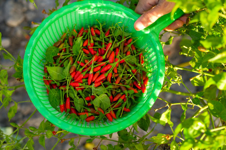 Close-up of female hands picking chilies in the gardenの写真素材