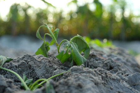 Young sweet potato plants in the garden.