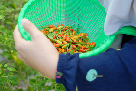 Close-up of female hands picking chilies in the garden