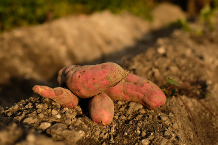 Sweet potato products on the ground freshly harvested from traditional farming in Indonesiaの写真素材
