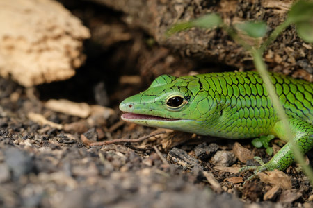 Green lizard on the groundの写真素材