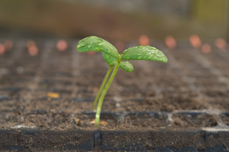 Small melon seedlings growing in pots grown from seeds