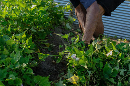 Indonesian farmers harvest sweet potatoesの写真素材