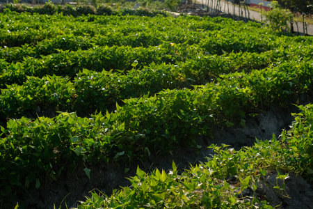 Green leaves of sweet potato in plantation ready for harvest