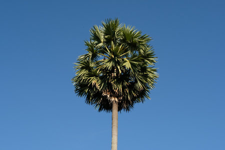 Palm trees against a blue sky background