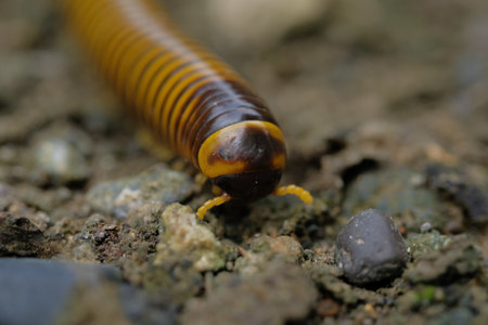 Millipedes are black and yellow with many legs coiled in a circular motion like a spiral.の写真素材
