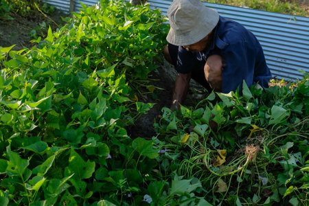 Indonesian farmers harvest sweet potatoes