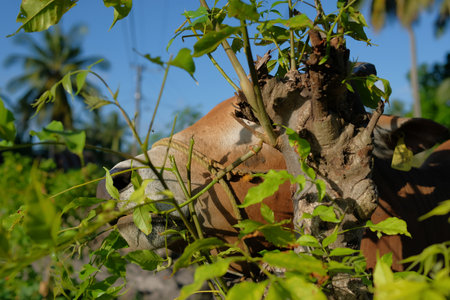 Cows eat grass cows in rural, Industrial, agricultural, nature or rural cattle environment.の写真素材