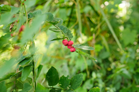 Sauropus androgynus (star gooseberry, Katuk tree with round red fruit.の写真素材