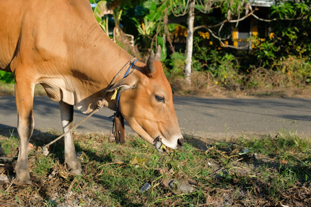 Cows eat grass cows in rural, Industrial, agricultural, nature or rural cattle environment.の写真素材