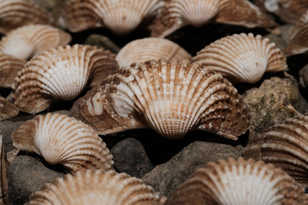 Scallop shells on the beach. Close-up view.