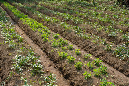Peanut field at Doi Ang Khang, Chiang Mai, Thailand