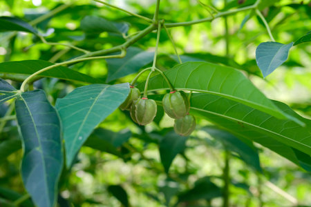 Cerbera cordifolia fruit on tree in nature gardenの写真素材