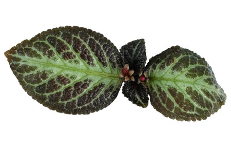 Green leaves of a plant. Isolated on a white background.
