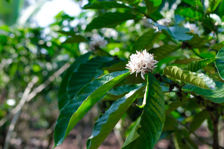 Coffee beans ripening on a tree in a coffee plantationの写真素材
