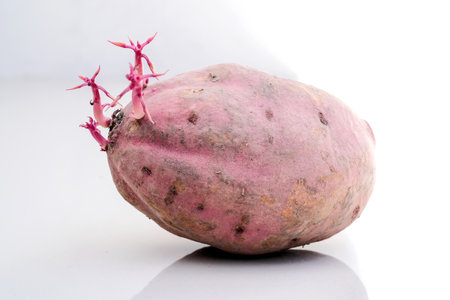 purple sweet potato on a white background with water drops, isolatedの写真素材