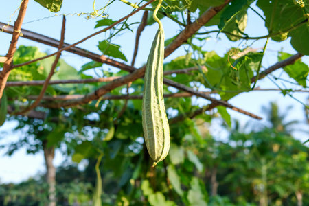 Luffa cylindrica or bitter gourd on tree