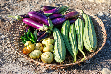 Fresh eggplant, zucchini and aubergine in basket