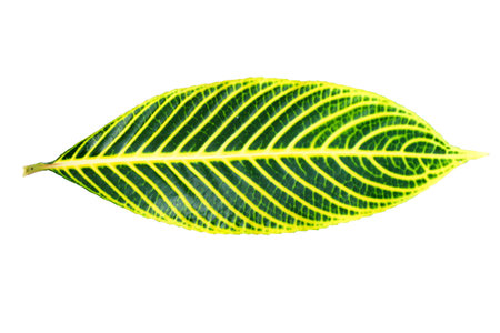 Sanchezia plant leaf isolated on a white background