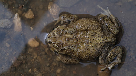 Common European Toad (Bufo bufo) in water.