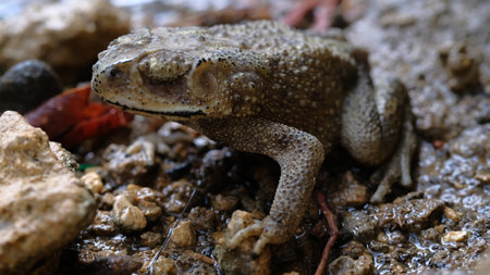 Common toad (Bufo bufo) in the mud
