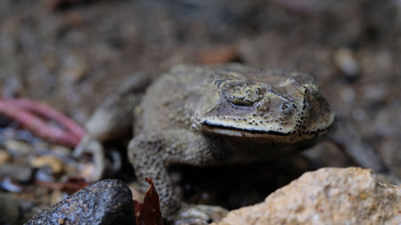 Close up of a common toad (Bufo bufo)