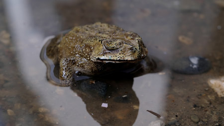 Common toad (Bufo bufo) in a puddle
