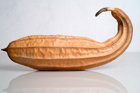 Dried luffa also known as serrated gourd or Chinese okra, drying for planting next season