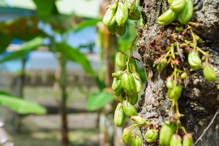 Closeup View Of Green Star Fruit Growing On A Tree Trunkの写真素材