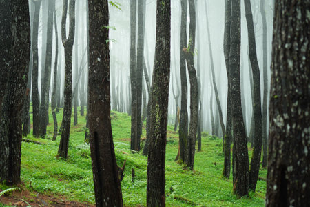 Misty Forest Lush Green Undergrowth And Tall Dark Treesの写真素材