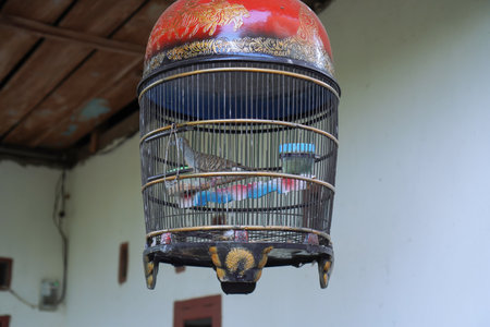 Colorful Birds In Decorative Cage Against White Wallの写真素材