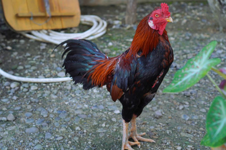 Closeup Of A Rooster In A Backyard Settingの写真素材