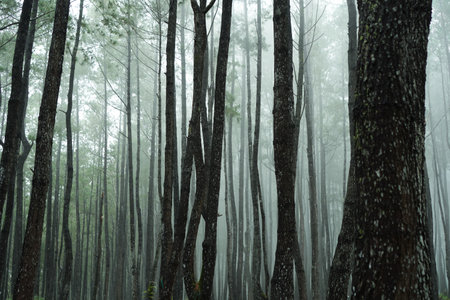 Forest Scene In Mist, Moody Atmospheric Landscapeの写真素材